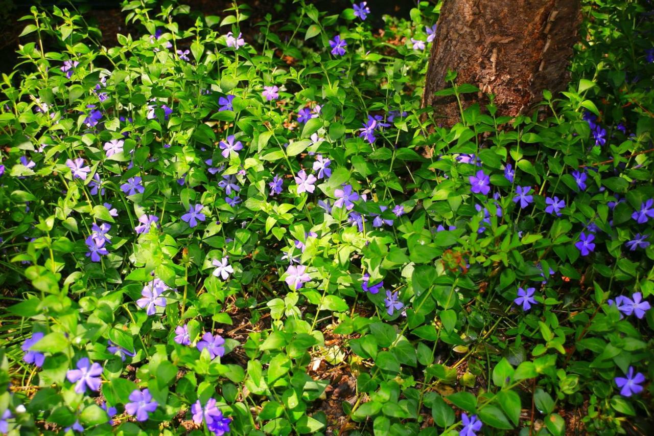 Mitten Im Seenland Und Spreewaldnah, Schoener Garten Storkow  Buitenkant foto